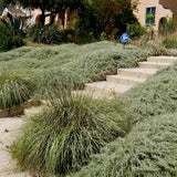 Canyon Gray Sagebrush - Artemisia californica 'Canyon Gray'