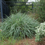 Canyon Prince Wild Rye - Leymus condensates 'Canyon Prince'