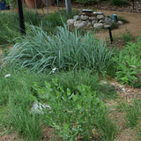Canyon Prince Wild Rye - Leymus condensates 'Canyon Prince'
