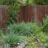Canyon Prince Wild Rye - Leymus condensates 'Canyon Prince'