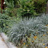 Canyon Prince Wild Rye - Leymus condensates 'Canyon Prince'