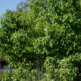 Catalina Cherry - Prunus ilicifolia ssp. lyonii