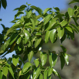Catalina Cherry - Prunus ilicifolia ssp. lyonii