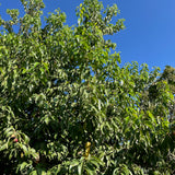 Catalina Cherry - Prunus ilicifolia ssp. lyonii