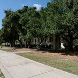 Coast Live Oak - Quercus agrifolia
