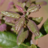 Coast Live Oak - Quercus agrifolia