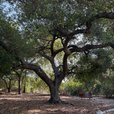 Coast Live Oak - Quercus agrifolia