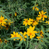 Compact Mexican Bush Marigold - Tagetes lemmonii 'Compacta'