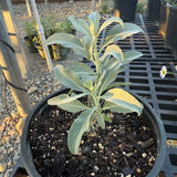 Compact White Sage - Salvia apiana 'Compacta'