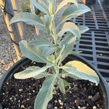 Compact White Sage - Salvia apiana 'Compacta'