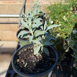 Compact White Sage - Salvia apiana 'Compacta'