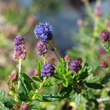 Concha Ceanothus - Ceanothus 'Concha'