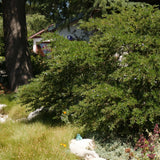 Concha Ceanothus - Ceanothus 'Concha'