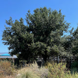 Coast Live Oak - Quercus agrifolia