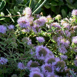 Coyote Mint - Monardella villosa
