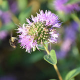 Coyote Mint - Monardella villosa