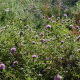 Coyote Mint - Monardella villosa