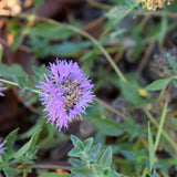 Coyote Mint - Monardella villosa