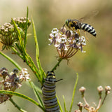 Narrowleaf Milkweed - Asclepias fascicularis