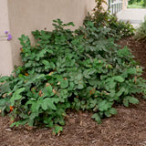 Creeping Oregon Grape / Creeping Barberry - Berberis aquifolium var. repens