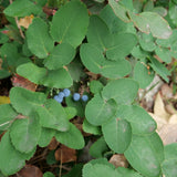 Creeping Oregon Grape / Creeping Barberry - Berberis aquifolium var. repens