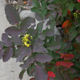 Creeping Oregon Grape / Creeping Barberry - Berberis aquifolium var. repens