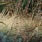 White Sage - Salvia apiana