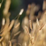 Blue Grama - Bouteloua gracilis