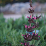 Hummingbird Sage - Salvia spathacea