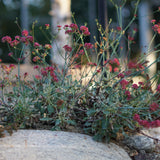 Red Buckwheat - Eriogonum grande var. rubescens