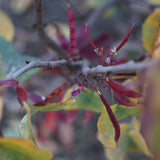 Western Redbud - Cercis occidentalis