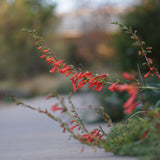 Firecracker Penstemon - Penstemon eatonii