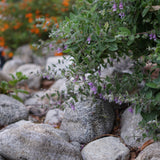 Fragrant Pitcher Sage - Lepechinia fragrans