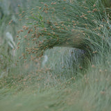 Clustered Field Sedge / Western Meadow Sedge - Carex praegracilis