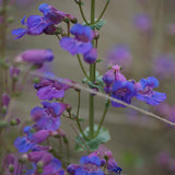 Showy Penstemon - Penstemon spectabilis