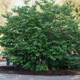 Western Redbud - Cercis occidentalis