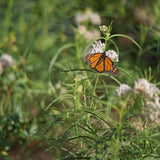 Narrowleaf Milkweed - Asclepias fascicularis