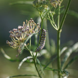 Narrowleaf Milkweed - Asclepias fascicularis