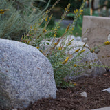 California Goldenrod - Solidago californica