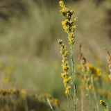 California Goldenrod - Solidago californica