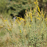 California Goldenrod - Solidago californica
