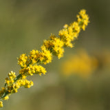 California Goldenrod - Solidago californica