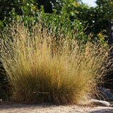 Blue Grama - Bouteloua gracilis