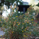 Gumplant - Grindelia stricta