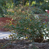 Gumplant - Grindelia stricta