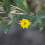 Gumplant - Grindelia stricta
