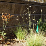 Blue Grama - Bouteloua gracilis