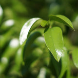 Catalina Cherry - Prunus ilicifolia ssp. lyonii