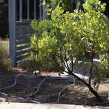 Dr. Hurd Manzanita - Arctostaphylos manzanita 'Dr Hurd'