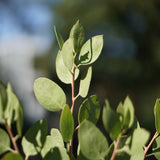 Dr. Hurd Manzanita - Arctostaphylos manzanita 'Dr Hurd'